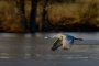 Sandhill Crane