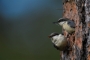 Pygmy Nuthatch