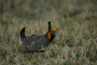 Greater Prairie Chicken