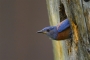 Western Bluebird