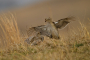 Sharp-Tailed Grouse