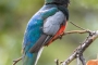 Elegant Trogon