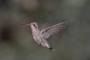 Female Broad-billed hummingbird