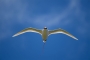 Red-tailed Tropicbird