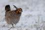 Great Prairie Chicken