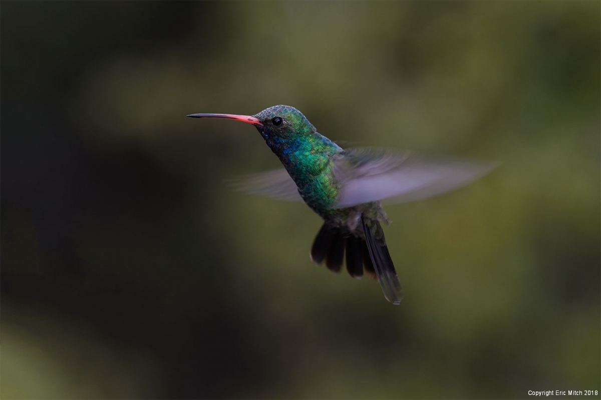 Broad-billed Hummingbird