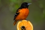 BOR0002