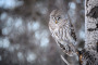 Barred Owl