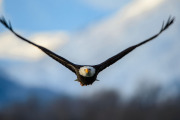 EAG0929