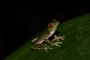 Red-eyed tree frog Costa Rica