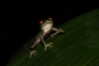 Red-eyed tree frog Costa Rica