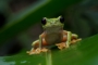 Red-eyed tree frog Costa Rica