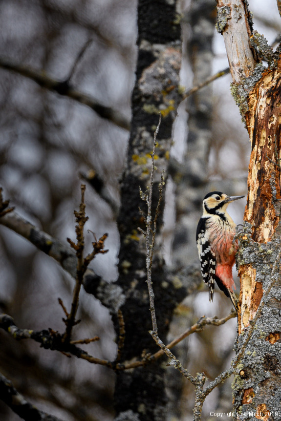 I Heard Him Before I Saw Him The Great Spotted Woodpecker Eric Mitch Photography 