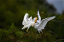 Cattle Egret