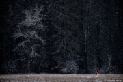 Yosemite Tree in Snow Woman in Red