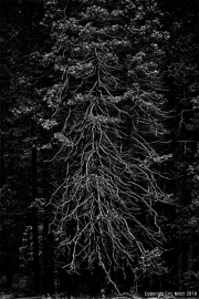 Yosemite Tree B&W