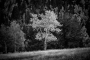 CCFC0136_bw