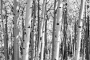 CCFC0204_bw