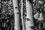 CCFC0212_bw
