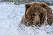 Kodiak Brown Bear Kodiak, Alaska
