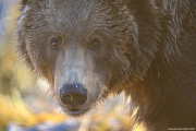 Kodiak Brown Bear Kodiak, Alaska