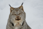 Canadian Lynx