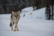 Coyote Yellowstone Winter