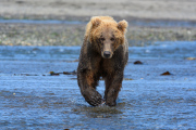 Brown Bear Katmai Peninsula Alaska 