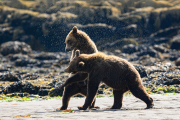 Brown Bear Katmai Peninsula Alaska 