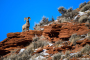 Big Horn Sheep