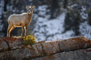 Big Horn Sheep