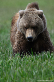 Kodiak Brown Bear Kodiak, Alaska