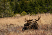 Moose Chugatch Alaska