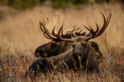 Moose Chugatch Alaska