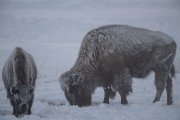 American Bison