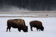 American Bison Yellowstone Winter