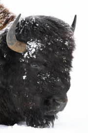 American Bison