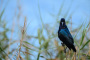 Common Grackle