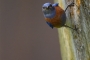 Western Bluebird