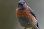 Western Bluebird