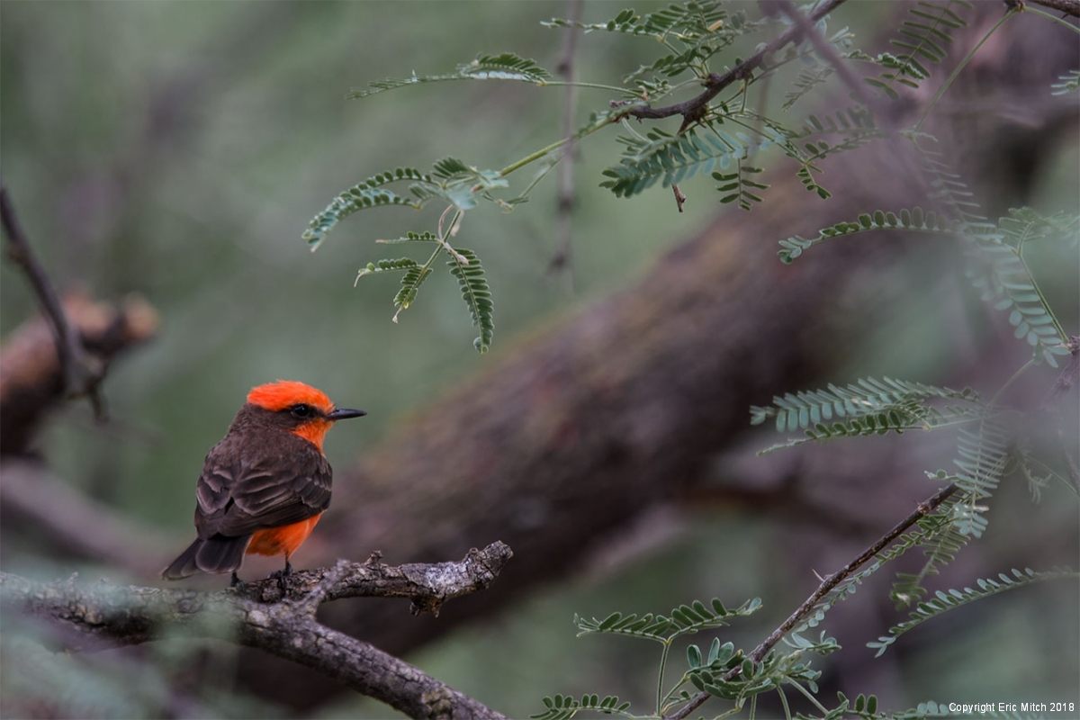 Vermillion Flycatcher