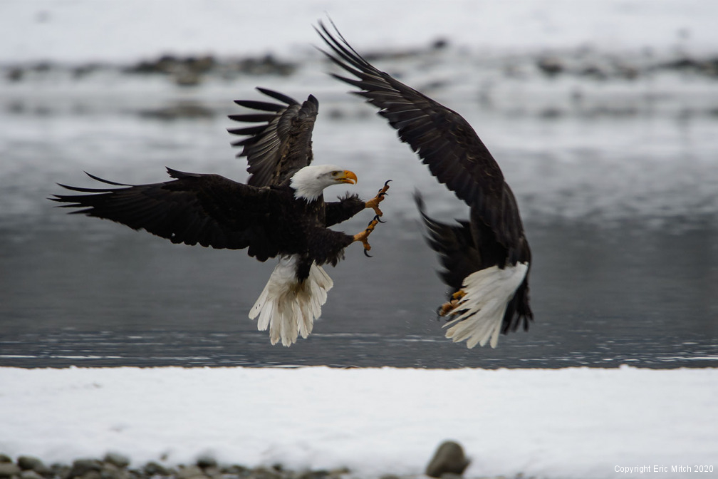 Bald Eagle Haines Alaska