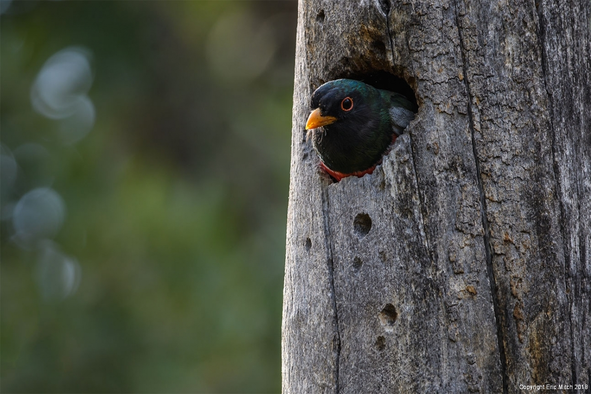 Elegant Trogon