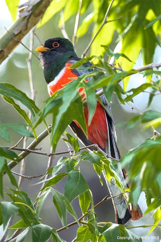 Elegant Trogon