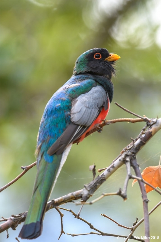 Elegant Trogon
