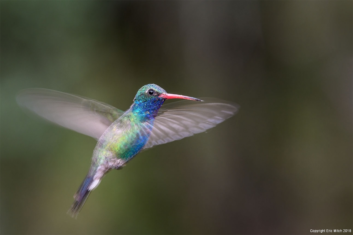 Male Broad-billed hummingbird