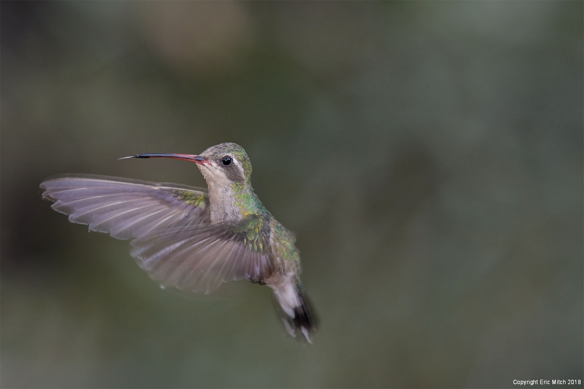 Female Broad-billed hummingbird