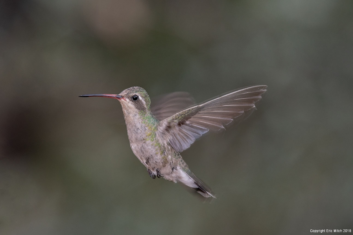 Female Broad-billed hummingbird