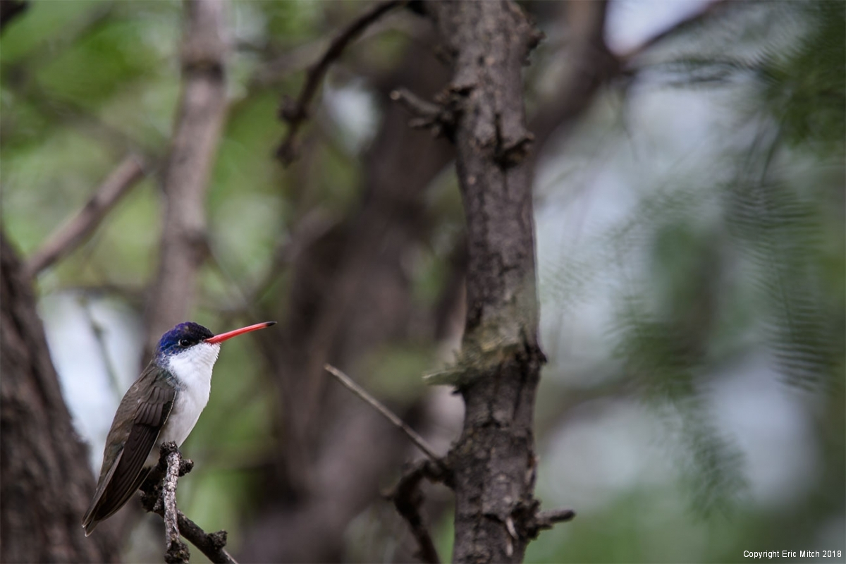 Violet-crowned Hummingbird