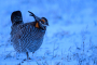 Great Prairie Chicken